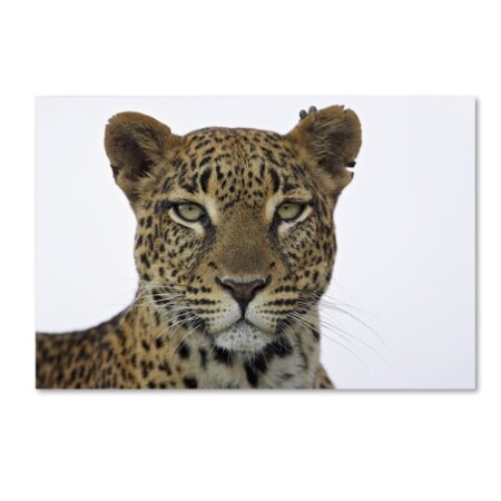 Trademark Fine Art Robert Harding Picture Library 'Leopard' Canvas Art, 16x24 ALI19048-C1624GG